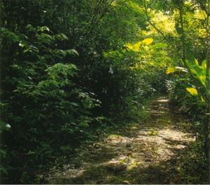 Rainforest / Trinidad